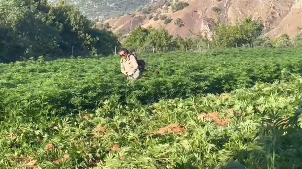 "narkoçelik-28" Operasyonlarında 59 Şüpheli Yakalandı