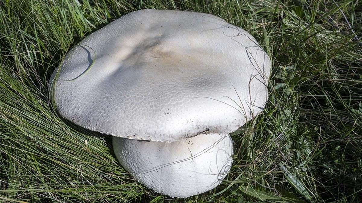 Kars'ta Yağışların Ardından "dev Mantar" Bereketi