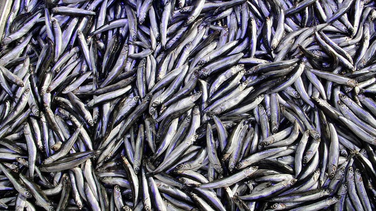 Hamsi İhracatı Yılın İlk Yarısını Yüzde 23 Artışla Kapattı