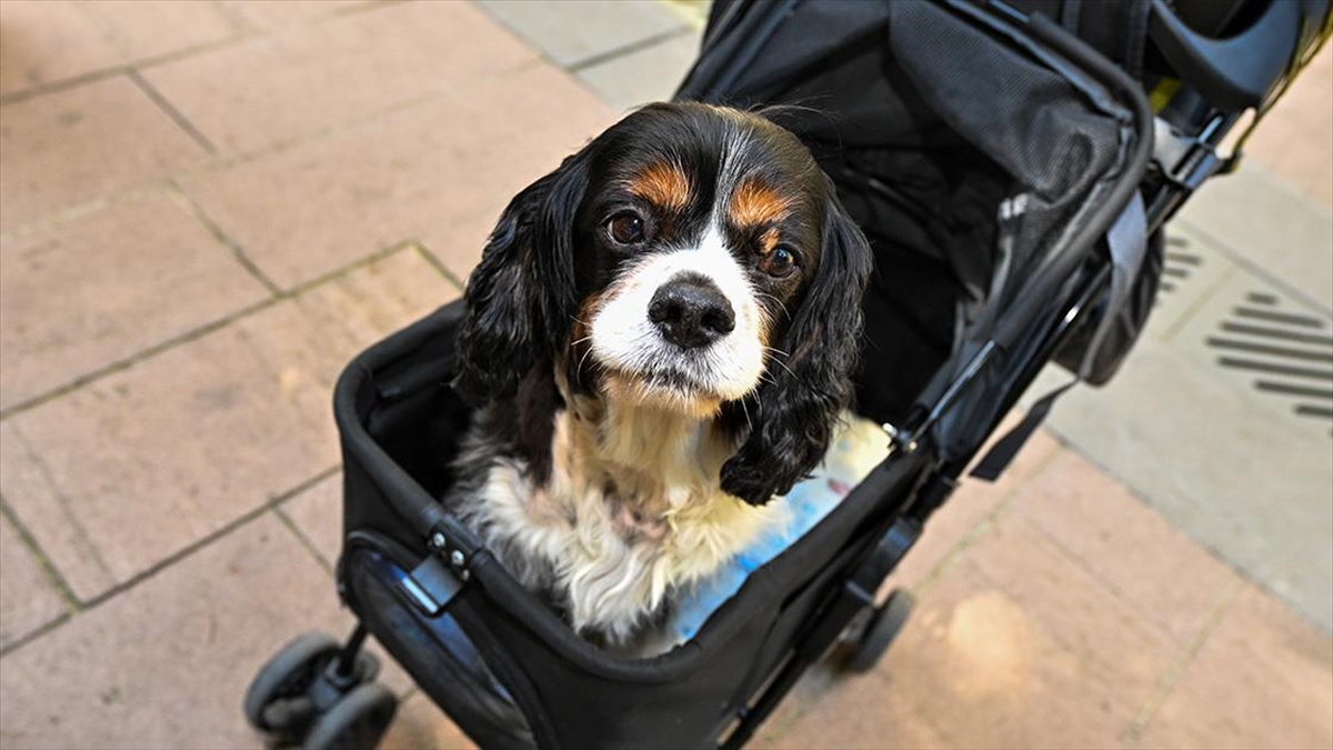 Ritim Bozukluğu Bulunan Can Dost "gölge"ye Kalp Pili Takıldı