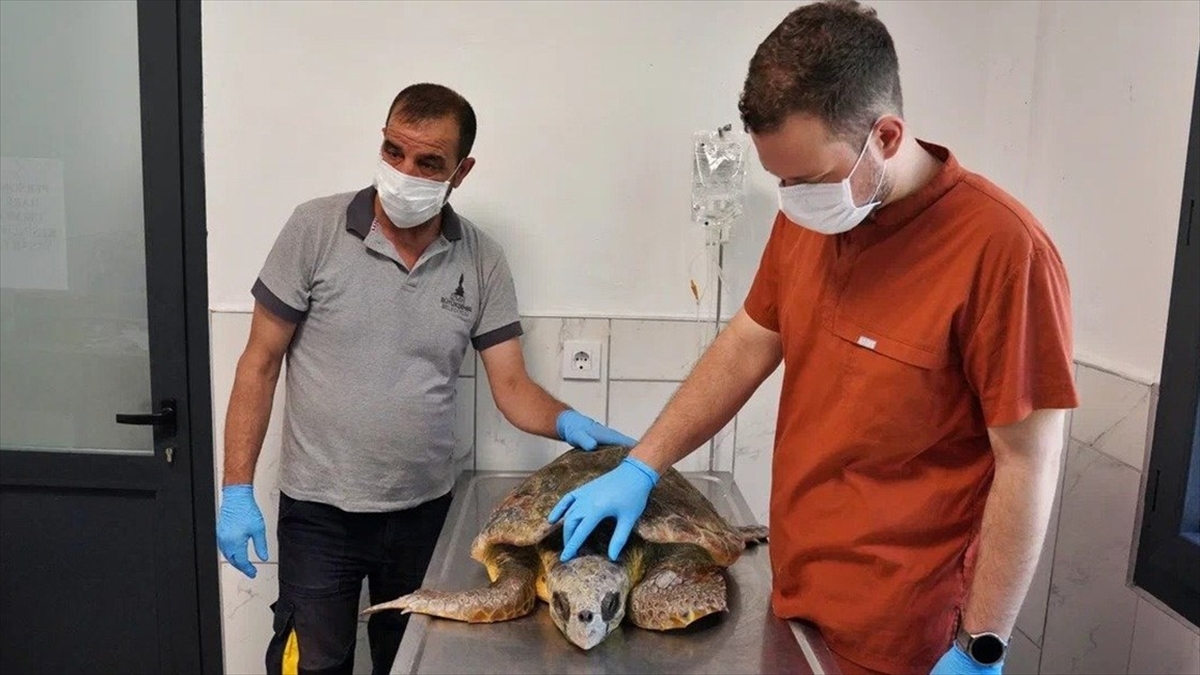 İzmir'de Kıyıya Vuran Caretta Caretta Tedavi Altına Alındı