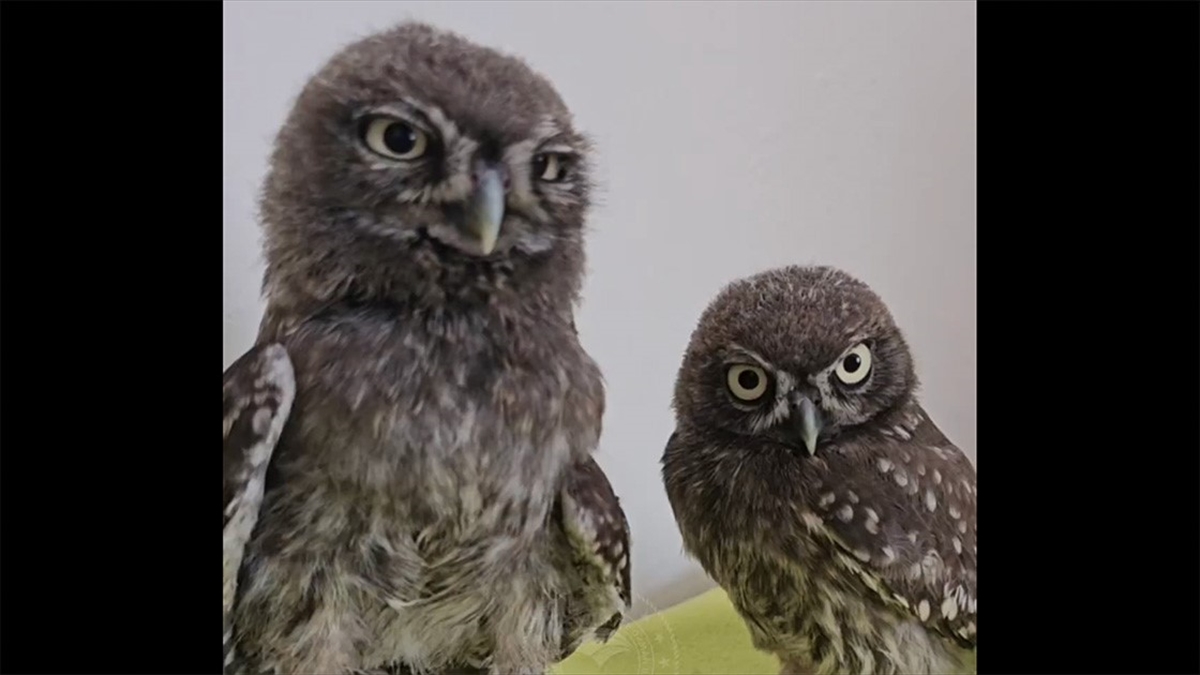 Tarım Ve Orman Bakanlığı Ekipleri Büyüttüğü Kukumav Kuşlarına İsim Arıyor