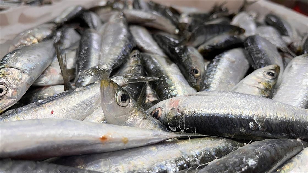 Çanakkale Sardalyasının En Lezzetli Ve Yağlı Dönemi Başladı