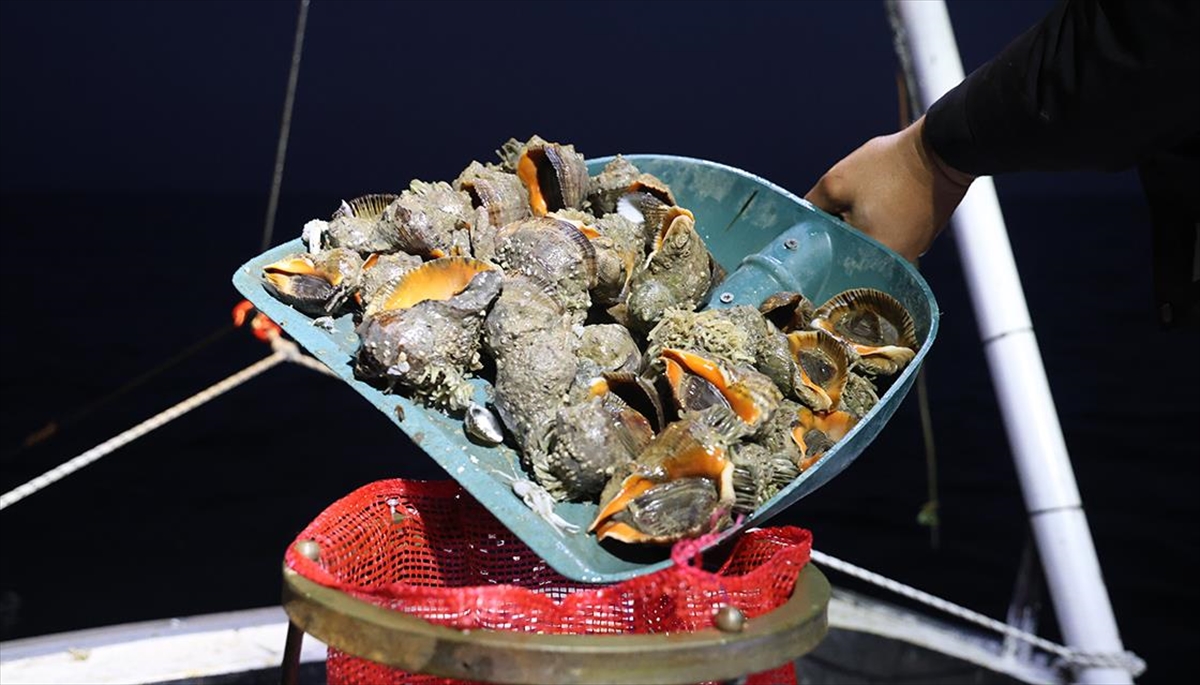 Deniz Salyangozu Yılın İlk Yarısında En Çok Güney Kore'ye Satıldı