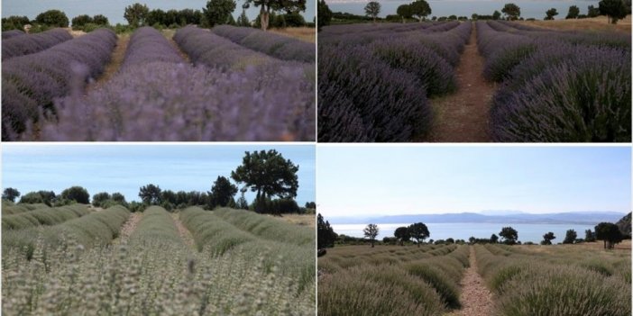 Lavanta Bahçelerinin Fotoğrafları Bu Yıl Erken Soldu