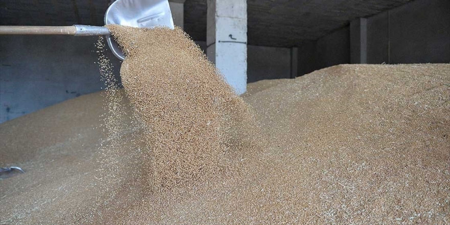 Tohumluklara 'Yerel Çeşit' Logosu Geliyor