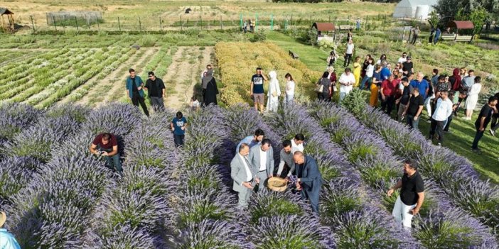 Van'da Akademisyenlerin Yetiştirdiği Tıbbi Ve Aromatik Bitkilerin Hasadı Yapıldı