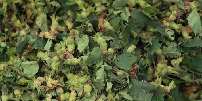 Tmo 2024-2025 Sezonu Kabuklu Fındık Alım Fiyatlarını Belirledi