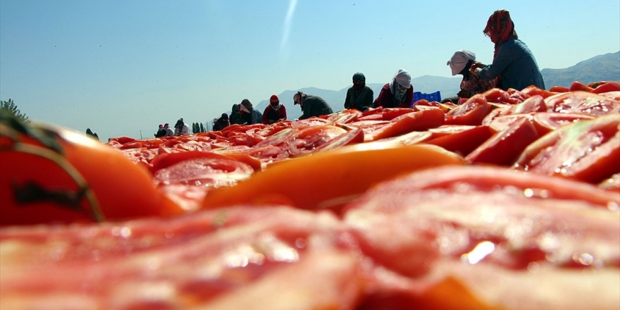 Elazığ'ın Kuru Domatesleri Dünya Sofralarında