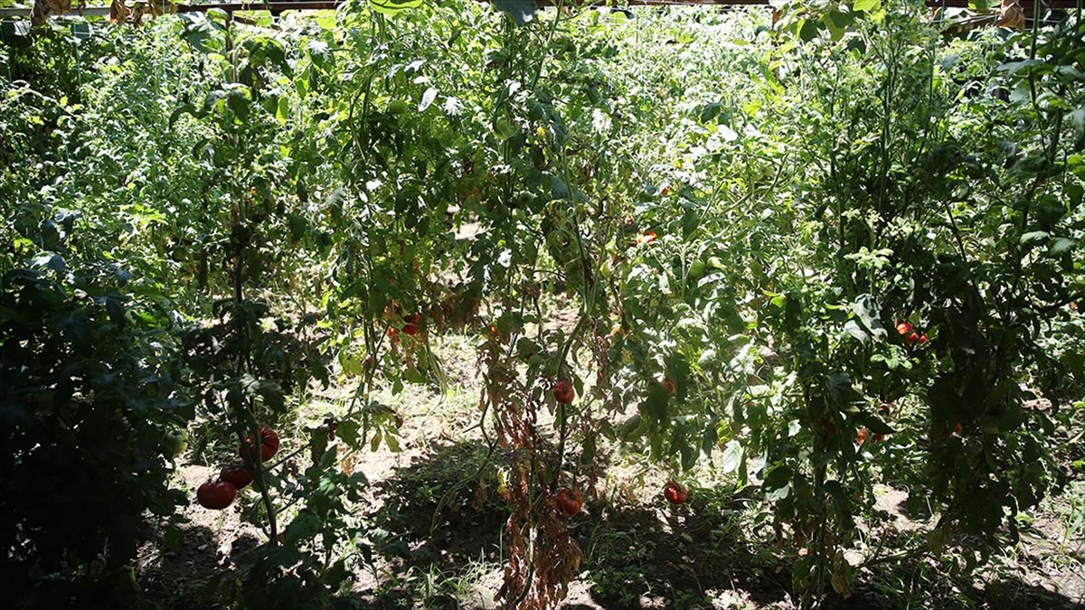 Alanya'da Ata Tohumu Zincirleme Üretimle Çoğaltılıyor