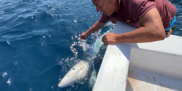 Gökçeadalı Balıkçı Paragat Ağlarına Dolanmış Ölü Köpek Balığı Buldu