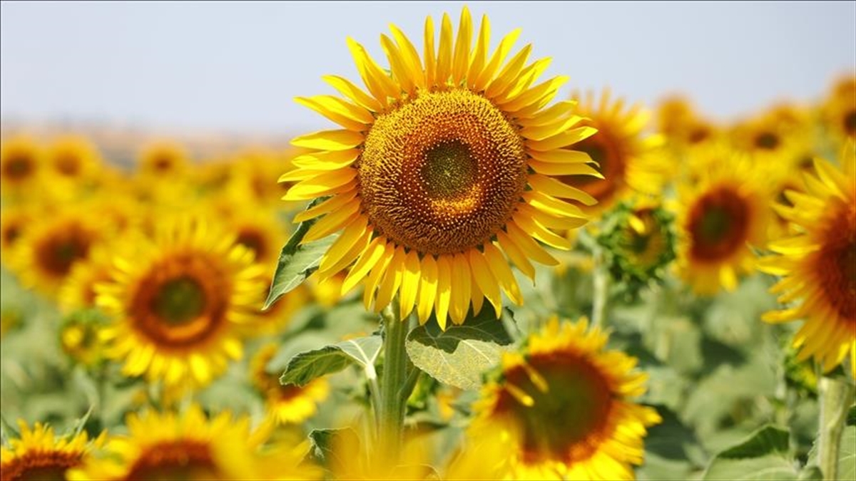 Yağlık Ayçiçeği Tohumu Ve Ham Ayçiçeği Yağı İthalatında Tarife Kontenjanı Açıldı