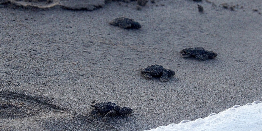 Kum Tepeleriyle Ünlü Patara Carettaların da Yuvası