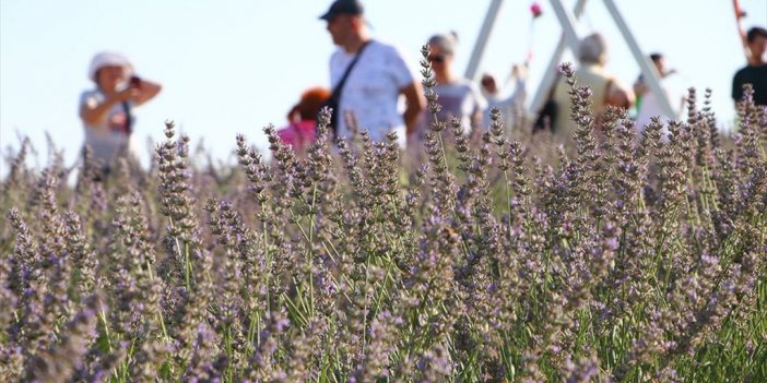 Tekirdağ'da Doğal Stüdyoya Dönüşen Renkli Tarlalar Turizme Katkı Sağladı