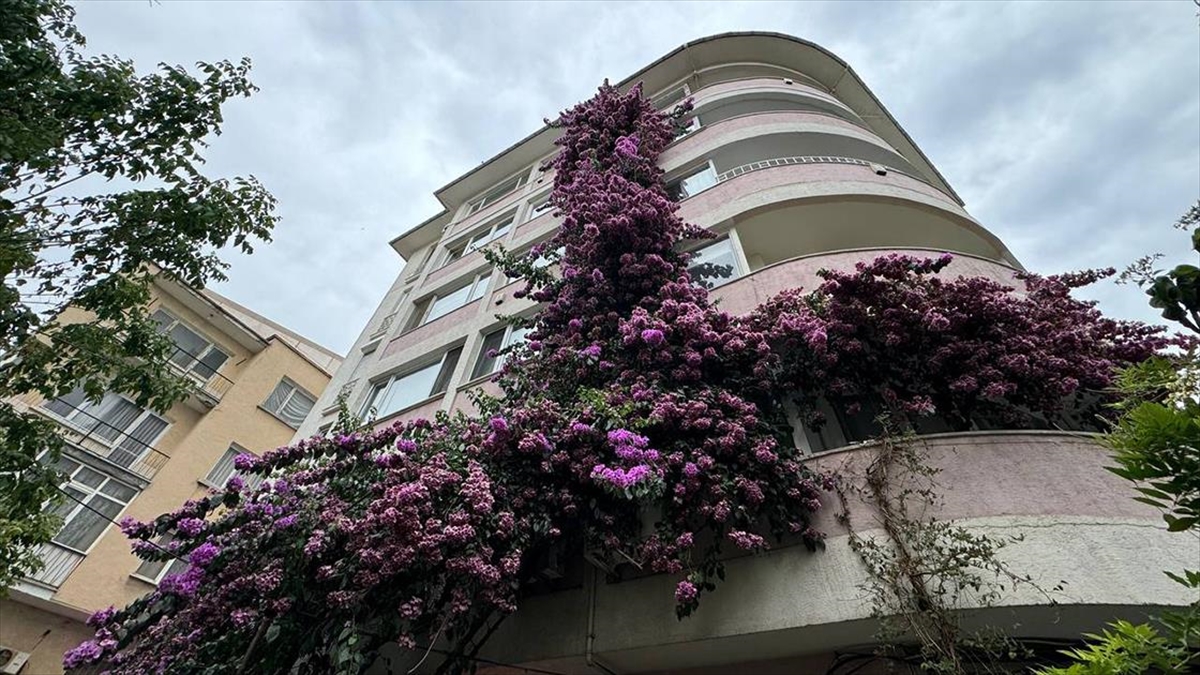 Şişli'de 5 Katlı Apartmanın Çatısına Kadar Uzanan Begonvil Görenleri Hayran Bırakıyor