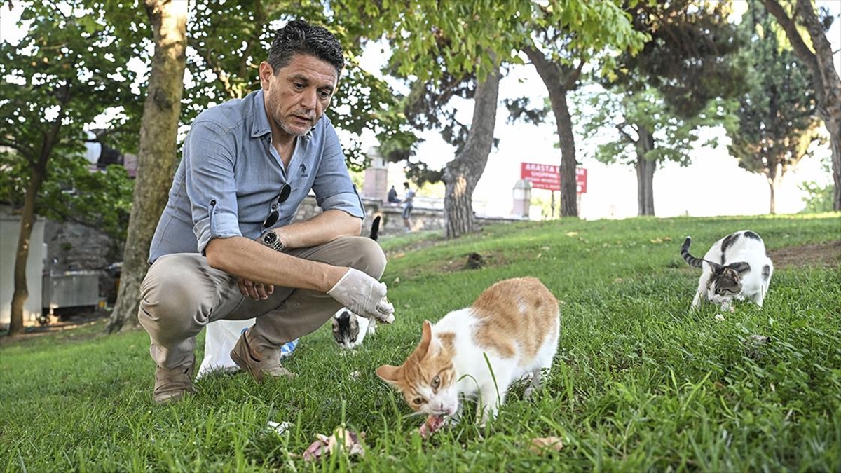 Sokak Kedilerini Beslemek İçin Tarihi Yarımadada 3,5 Kilometrelik Rota Çiziyor