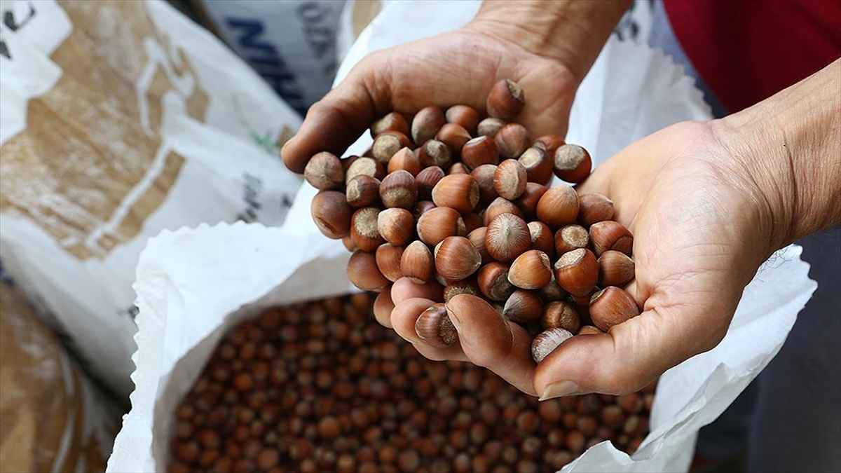 Türkiye, Yeni Sezonda 300 Bin Tonun Üzerinde Fındık İhraç Etmeyi Hedefliyor