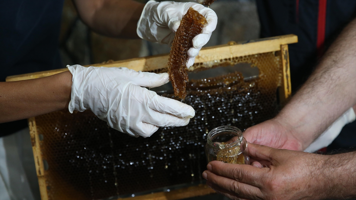 Dünyaca Ünlü Anzer Balının Üretimi İçin Mühürlenen Peteklerden Numune Alındı