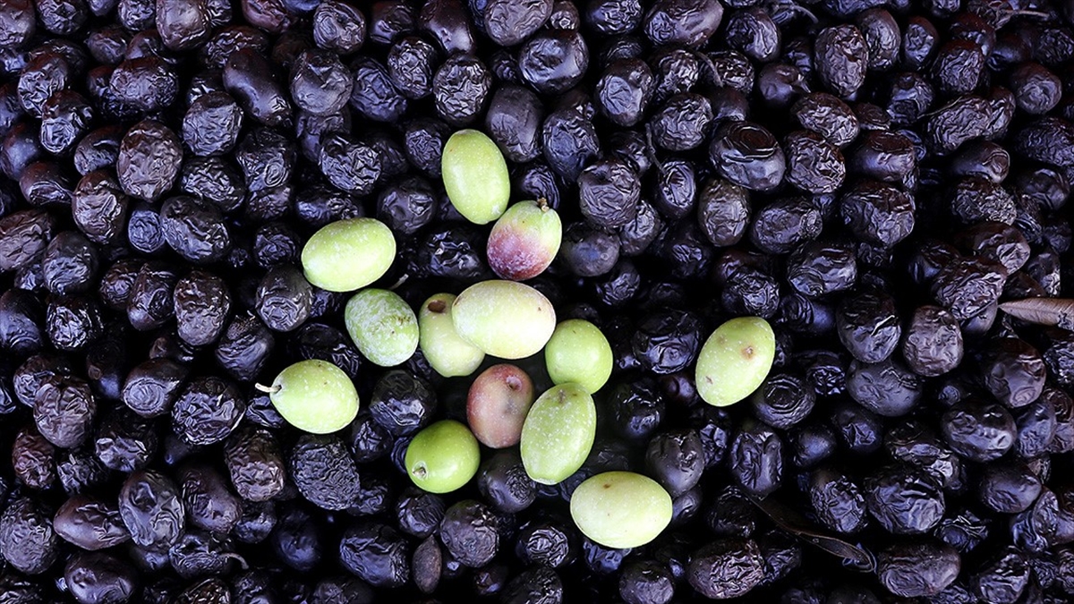 Türkiye'den 116 Ülkeye 175 Milyon Dolarlık Sofralık Zeytin İhracatı