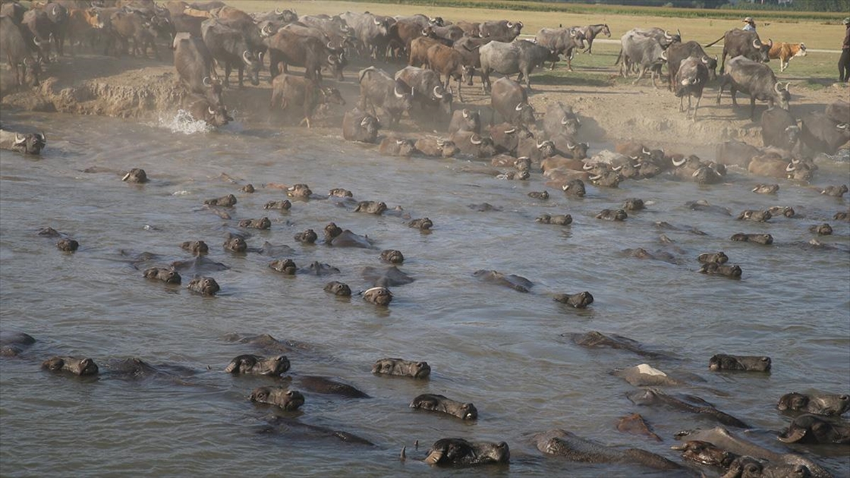 Tokat'ta Manda Sayısı Devlet Desteğiyle Arttı