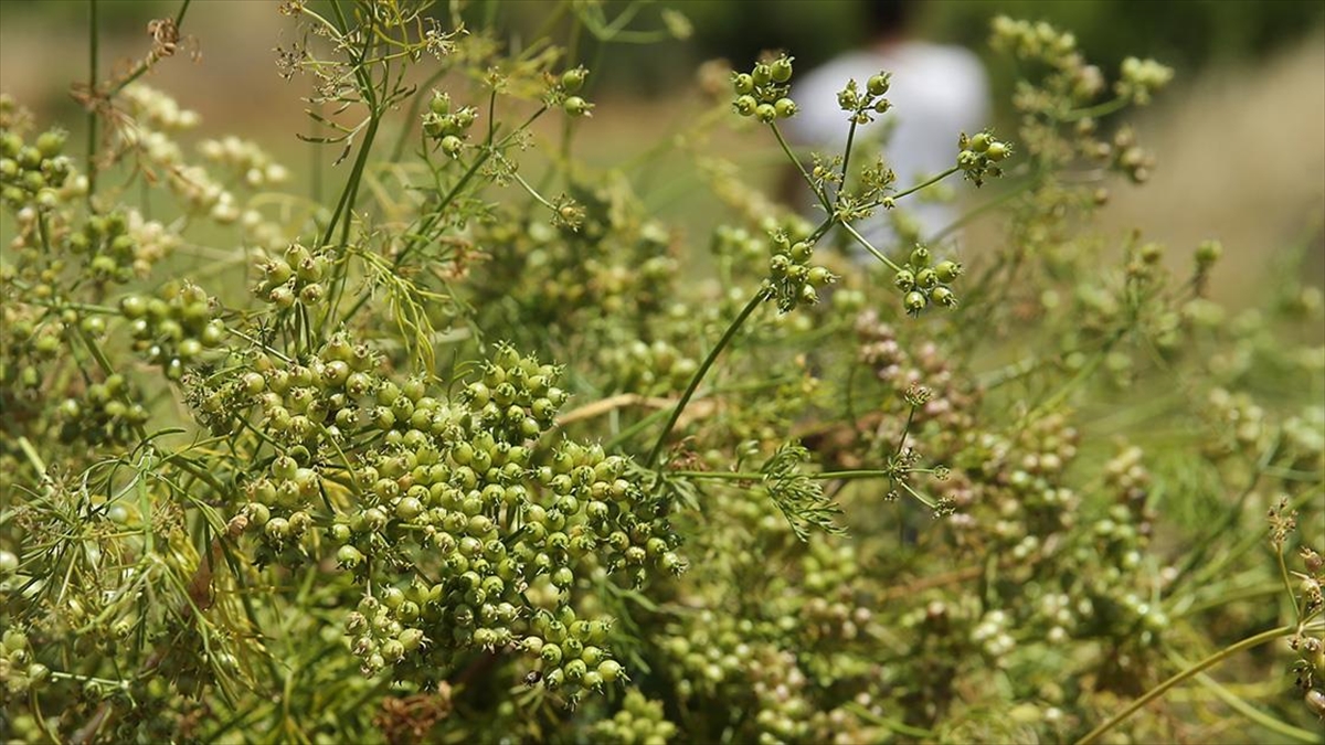Mardin Yemeklerine Lezzet Katan Kişniş İçin Hummalı Hasat Mesaisi