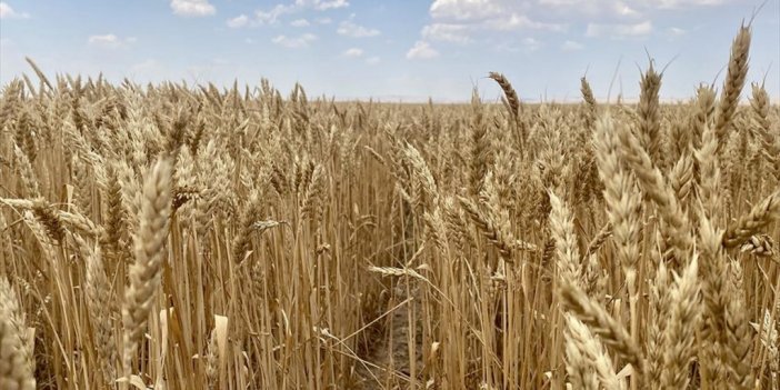 Bozkırın Topraklarına Uygun Hububat Deneme Ekimleriyle Belirleniyor
