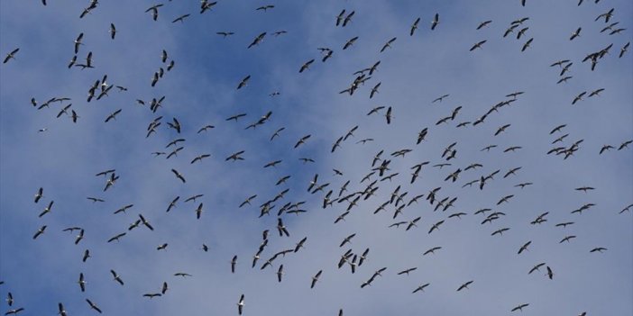 Güneye Göçen Leylekler İstanbul Semalarında