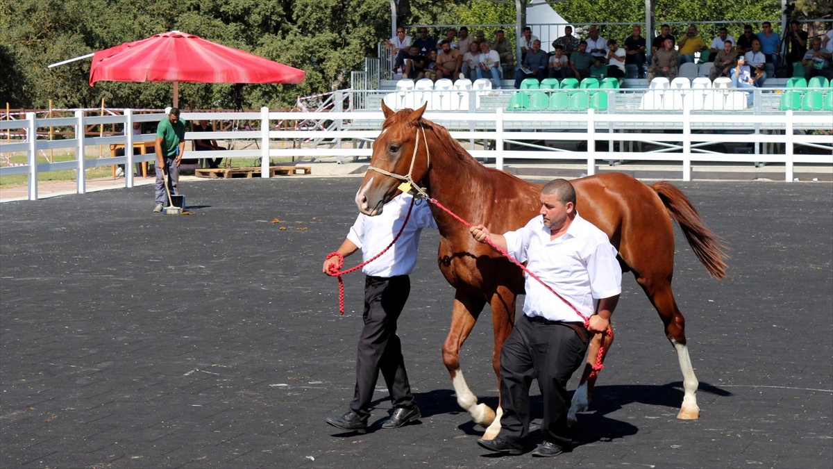 Bursa'da Arap Taylarının Satışından 20 Milyon Lira Gelir Elde Edildi