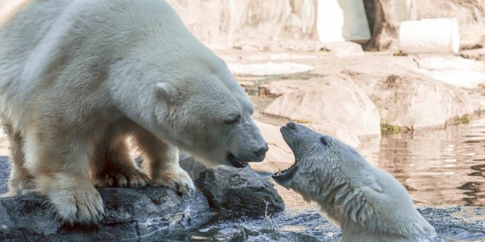 Kutup ayısı iki kişiyi öldürdü