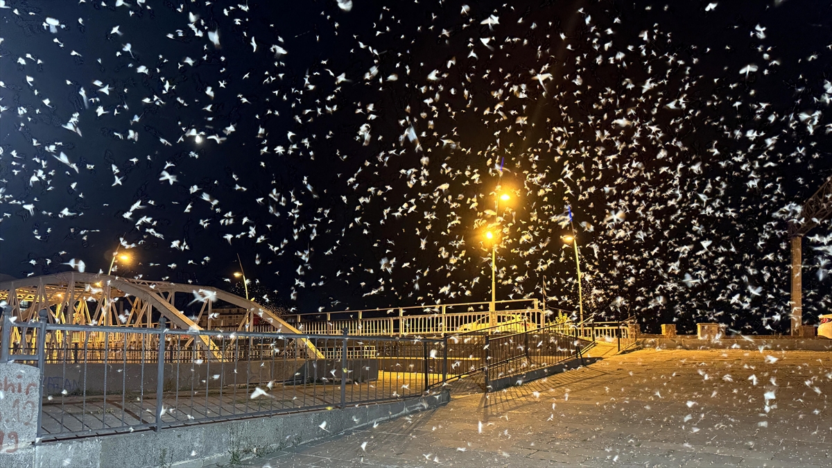 Ardahan'da Mayıs Sineklerinin Toplu "Ölüm Uçuşu" Kar Yağışını Andırıyor