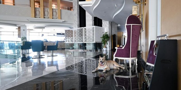 Beş Yıldızlı Otelde Bakılan Köpek "siri"yi Çocuklara Tanıtmak İçin Boyama Kitabı Hazırlandı