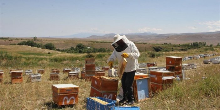 Aras Dağları'nda Verimli Bal Hasadı Başladı
