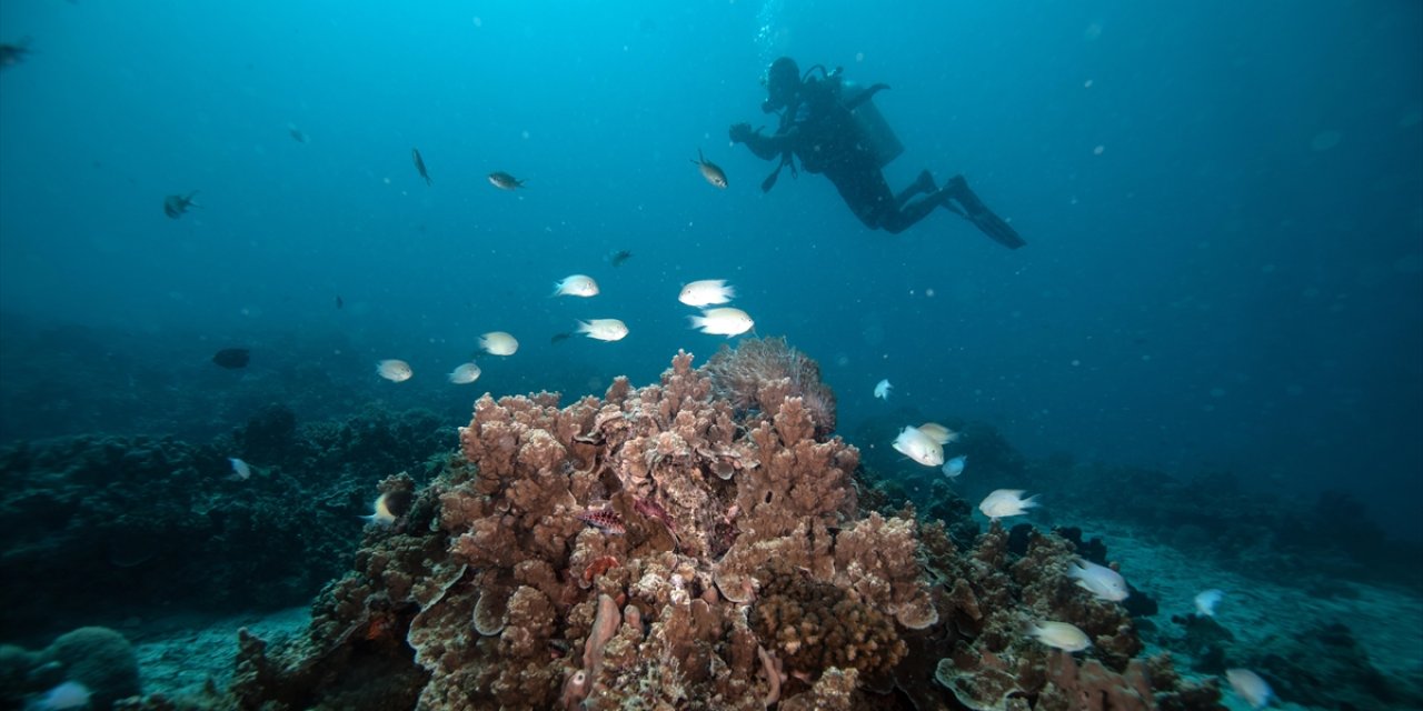 Okyanus Sularının Isınması, Güneydeki Balık Türlerinin Kuzeye Göç Etmesine Neden Oluyor