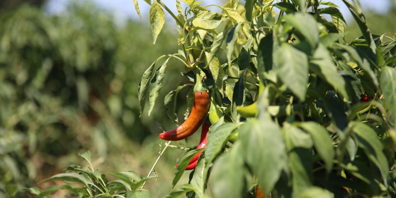 Coğrafi İşaret Tescilli Maraş Biberinin Hasadı Başladı