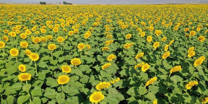 Ağrı'da Hasada Hazırlanan Ayçiçeği Tarlaları Sarıya Büründü