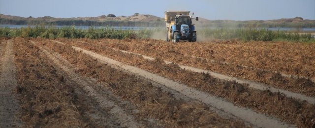 Adana'da Ekim Alanı Genişleyen Yer Fıstığında Rekoltede Yüzde 30 Artış Bekleniyor