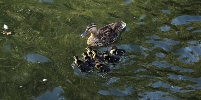 Başkentin Simgelerinden Kuğulu Park'ta 8 Ördek Yavrusu Suyla Buluştu
