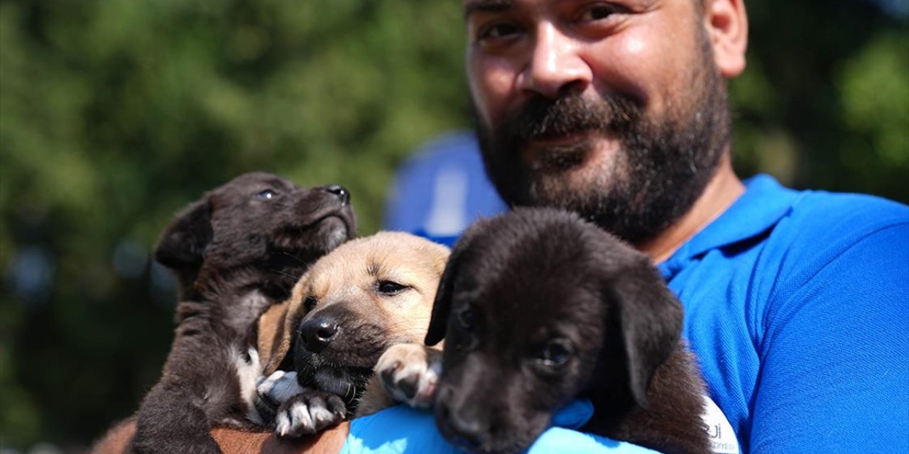İzmir'deki Yangınlardan Etkilenen Sokak Hayvanları İçin Sahiplendirme Etkinliği Düzenlendi