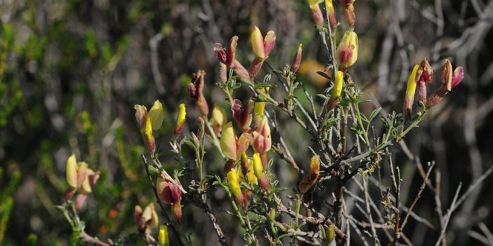 İzmir'deki Yangınlar Endemik Bitkileri De Tahrip Etti