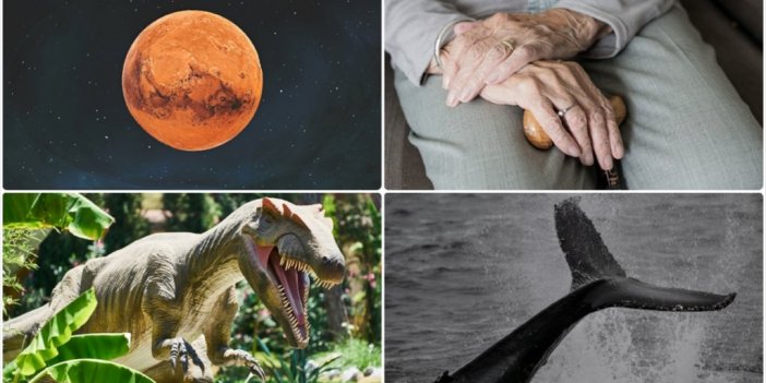 Dinozorları Yok Eden Asteroitten Balinaların İlginç Avlanma Yöntemine Kadar Ağustostaki Bilimsel Gelişmeler