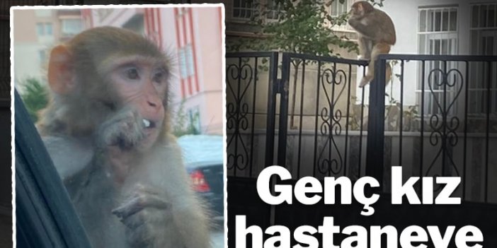 Çorum'da maymun alarmı...