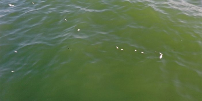 Balık Ölümlerinde Toprağa Karışan Sanayi Ve Evsel Sıvı Atıklar Önemli Rol Oynuyor