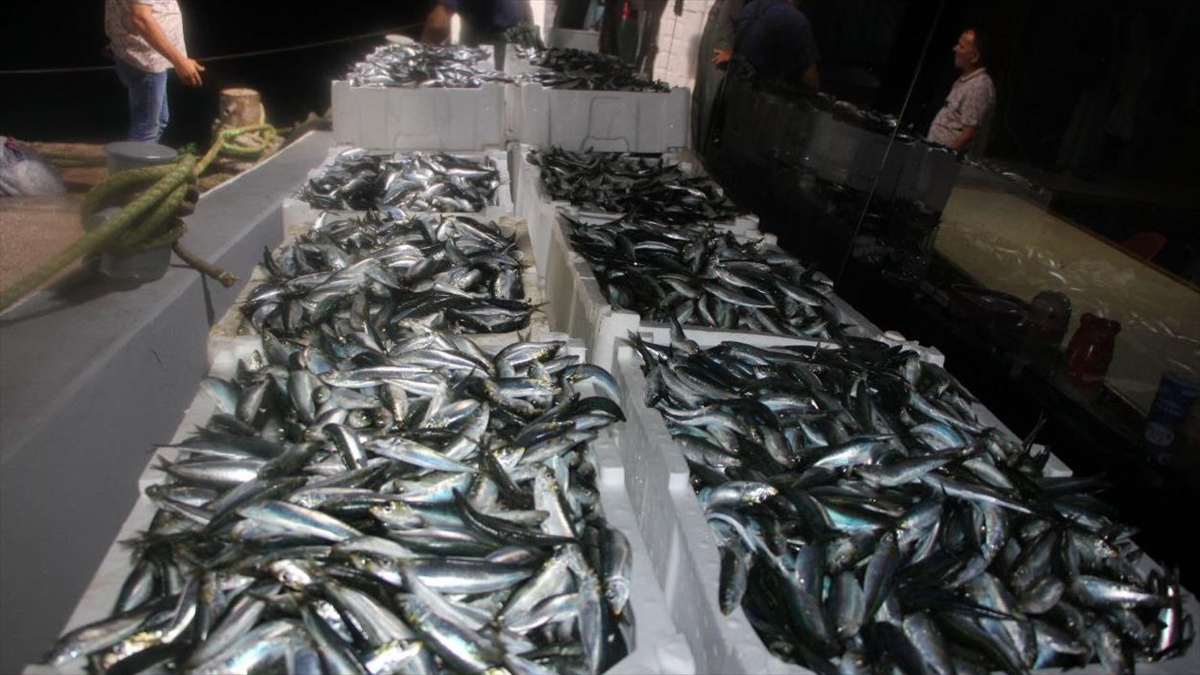 Sezonun İlk Avında Kocaelili Balıkçıların Ağına Sardalya Takıldı