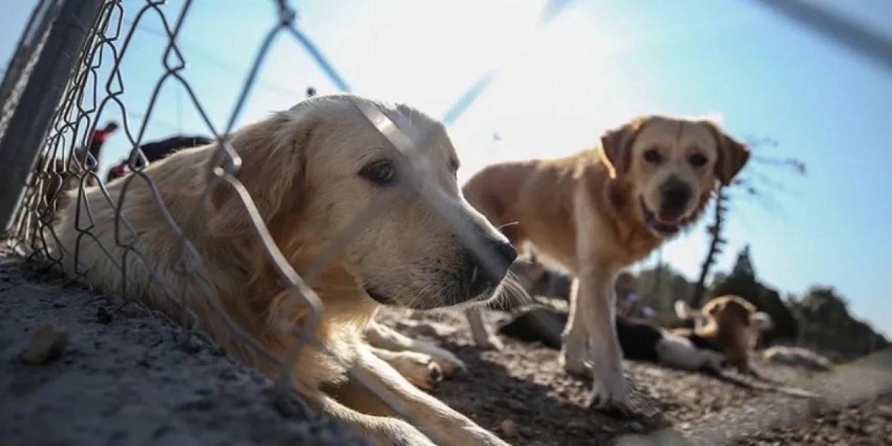 Gözler, Sokak Hayvanları İçin AYM'deki Kritik Toplantıda!