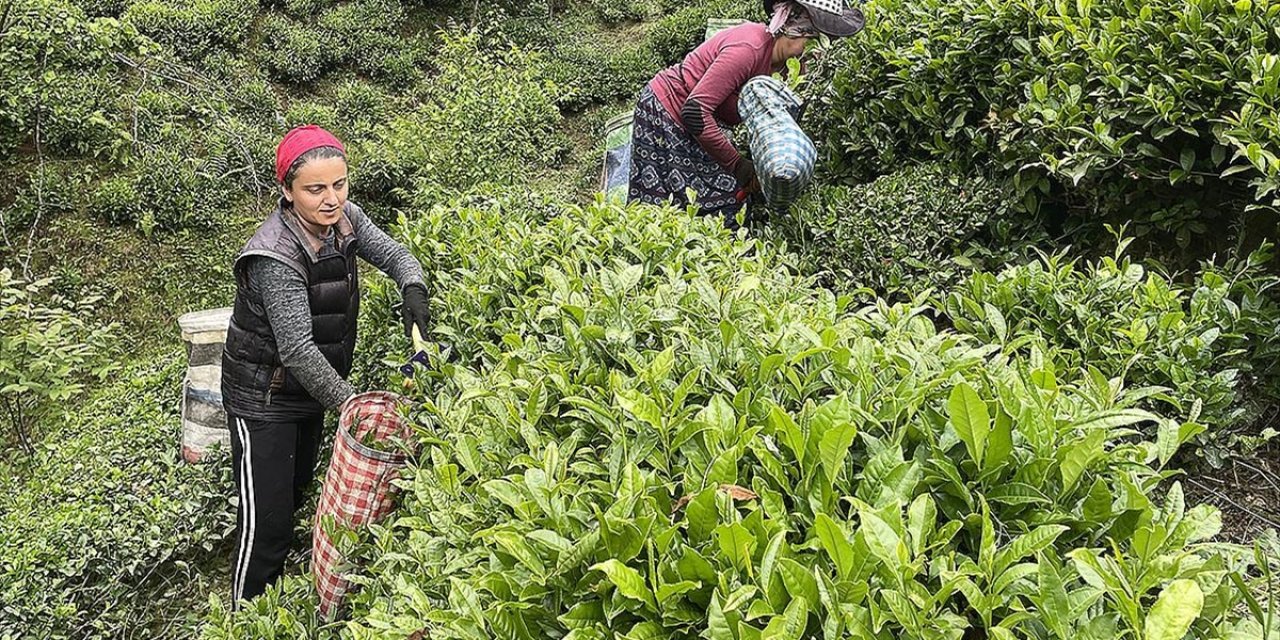 Çaykur, Randevulu Yaş Çay Alım Sistemine Geçiyor