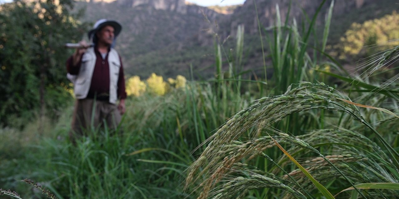 Çiftçilere 406,6  Milyon Liralık Tarımsal Destekleme Ödemesi Yapıldı