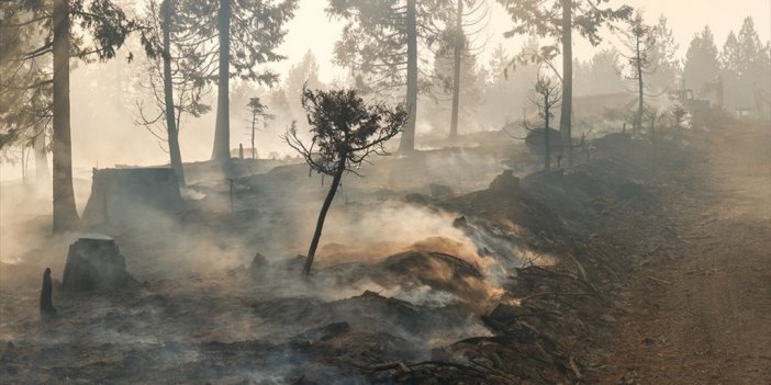Abd'nin California Eyaletindeki Yangınlarda 440 Kilometrekareden Fazla Alan Kül Oldu