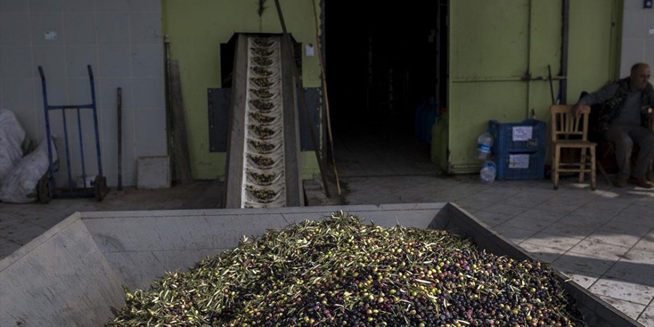 Dökme ve Varilli Zeytinyağı İhracatına Uygulanan Fon Kesintisi Kaldırıldı