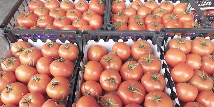 Akdeniz'de Yaş Meyve Ve Sebze İhracatı Yarım Milyar Doları Buldu