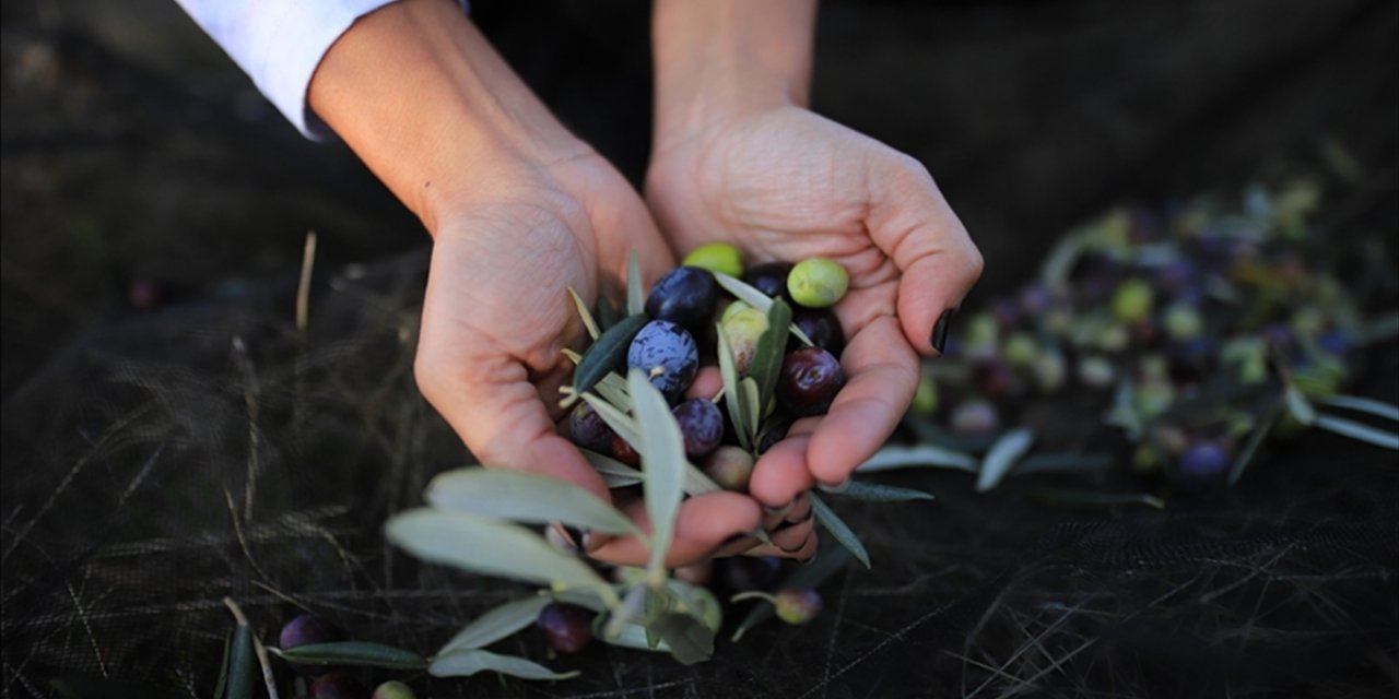 Zeytinyağı Üreticisi İhracatta Kısıtlamanın Kaldırılmasından Memnun